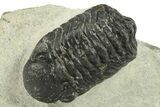 Bargain, Austerops Trilobite - Ofaten, Morocco #287284-1